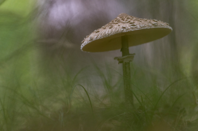 <i class='fa fa-user'></i>&nbsp;Pieter  LJ&nbsp;|  Grote Parasolzwam&nbsp; <i class='fa fa-eye'>&nbsp;70</i> &nbsp;<i class='fa fa-thumbs-up'>&nbsp;4</i> &nbsp; <i class='fa fa-comment-o'>&nbsp;5</i>