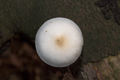 <i class='fa fa-user'></i>&nbsp;Willem Verhagen&nbsp;|  Porseleinzwam&nbsp; <i class='fa fa-eye'>&nbsp;59</i> &nbsp; <i class='fa fa-comment-o'>&nbsp;3</i>