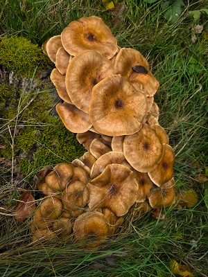 <i class='fa fa-user'></i>&nbsp;guidomwm&nbsp;|  Echte Honingzwam&nbsp; <i class='fa fa-eye'>&nbsp;50</i> &nbsp; <i class='fa fa-comment-o'>&nbsp;4</i>