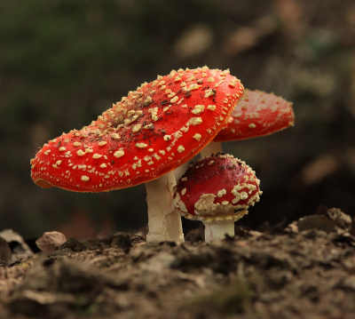 <i class='fa fa-user'></i>&nbsp;Tineke Strijbosch&nbsp;|  Vliegenzwam&nbsp; <i class='fa fa-eye'>&nbsp;80</i> &nbsp;<i class='fa fa-thumbs-up'>&nbsp;5</i> &nbsp; <i class='fa fa-comment-o'>&nbsp;4</i>