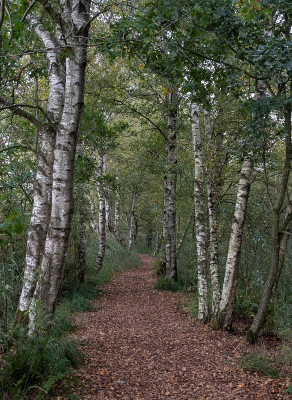 <i class='fa fa-user'></i>&nbsp;Tim Oord&nbsp;|  Berkenpad&nbsp; <i class='fa fa-eye'>&nbsp;63</i> &nbsp;<i class='fa fa-thumbs-up'>&nbsp;4</i> &nbsp; <i class='fa fa-comment-o'>&nbsp;3</i>