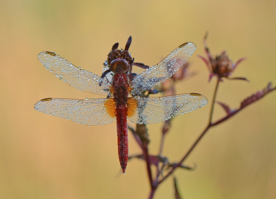 <i class='fa fa-user'></i> koekieman | Vuurlibel  <i class='fa fa-eye'> 63</i>  <i class='fa fa-thumbs-up'> 4</i>   <i class='fa fa-comment-o'> 4</i>