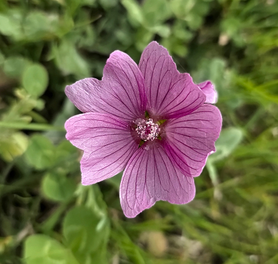 <i class='fa fa-user'></i> guidomwm | Vijfdelig Kaasjeskruid  <i class='fa fa-eye'> 48</i>  <i class='fa fa-thumbs-up'> 1</i>   <i class='fa fa-comment-o'> 1</i>