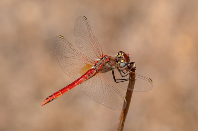 <i class='fa fa-user'></i> Johan van Gurp | Zwervende Heidelibel  <i class='fa fa-eye'> 59</i>  <i class='fa fa-thumbs-up'> 3</i>   <i class='fa fa-comment-o'> 2</i>