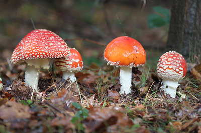 <i class='fa fa-user'></i>&nbsp;Paul Vandebroek&nbsp;|  Vliegenzwam&nbsp; <i class='fa fa-eye'>&nbsp;101</i> &nbsp;<i class='fa fa-thumbs-up'>&nbsp;5</i> &nbsp; <i class='fa fa-comment-o'>&nbsp;7</i>