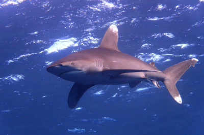 Nature picture: 2. Carcharhinus longimanus / Oceanische Witpunthaai / Oceanic Whitetip Shark