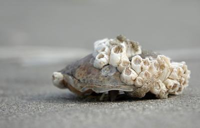 <i class='fa fa-user'></i> nelappelmelk | Zeepokken op krab  <i class='fa fa-eye'> 67</i>  <i class='fa fa-thumbs-up'> 1</i>   <i class='fa fa-comment-o'> 2</i>