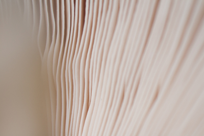 <i class='fa fa-user'></i>&nbsp;susan meijnders&nbsp;|  Grote Parasolzwam&nbsp; <i class='fa fa-eye'>&nbsp;67</i> &nbsp;<i class='fa fa-thumbs-up'>&nbsp;1</i> &nbsp; <i class='fa fa-comment-o'>&nbsp;6</i>