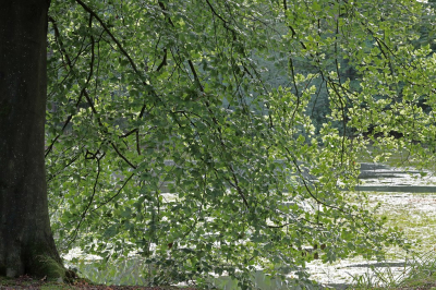 <i class='fa fa-user'></i>&nbsp;Tineke Strijbosch&nbsp;|  Bladerengordijn Landgoed Dorth&nbsp; <i class='fa fa-eye'>&nbsp;58</i> &nbsp;<i class='fa fa-thumbs-up'>&nbsp;1</i> &nbsp; <i class='fa fa-comment-o'>&nbsp;5</i>