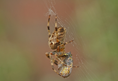 <i class='fa fa-user'></i> Cor | Kruisspin  <i class='fa fa-eye'> 77</i>  <i class='fa fa-thumbs-up'> 4</i>   <i class='fa fa-comment-o'> 6</i>