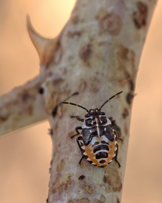 <i class='fa fa-user'></i> Johan van Gurp | Bonte Kappertjeswants  <i class='fa fa-eye'> 80</i>  <i class='fa fa-thumbs-up'> 2</i>   <i class='fa fa-comment-o'> 3</i>