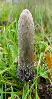 <i class='fa fa-user'></i>&nbsp;guidomwm&nbsp;|  Geschubde Inktzwam&nbsp; <i class='fa fa-eye'>&nbsp;45</i> &nbsp; <i class='fa fa-comment-o'>&nbsp;3</i>