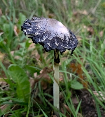 <i class='fa fa-user'></i>&nbsp;guidomwm&nbsp;|  Geschubde Inktzwam&nbsp; <i class='fa fa-eye'>&nbsp;40</i> &nbsp;<i class='fa fa-thumbs-up'>&nbsp;1</i> &nbsp; <i class='fa fa-comment-o'>&nbsp;1</i>