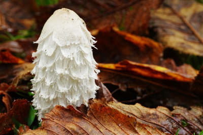 <i class='fa fa-user'></i>&nbsp;hesterb&nbsp;|  Geschubde inktzwam&nbsp; <i class='fa fa-eye'>&nbsp;55</i> &nbsp;<i class='fa fa-thumbs-up'>&nbsp;2</i> &nbsp; <i class='fa fa-comment-o'>&nbsp;7</i>