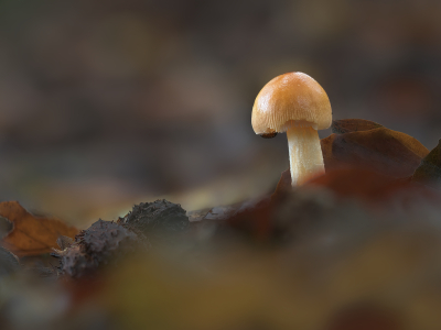 <i class='fa fa-user'></i>&nbsp;janvangastel&nbsp;|  Roodbruine Slanke Amaniet&nbsp; <i class='fa fa-eye'>&nbsp;68</i> &nbsp;<i class='fa fa-thumbs-up'>&nbsp;8</i> &nbsp; <i class='fa fa-comment-o'>&nbsp;6</i>