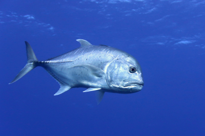 <i class='fa fa-user'></i>&nbsp;Vincent Rijnbende&nbsp;|  Grote Horsmakreel&nbsp; <i class='fa fa-eye'>&nbsp;84</i> &nbsp;<i class='fa fa-thumbs-up'>&nbsp;12</i> &nbsp; <i class='fa fa-comment-o'>&nbsp;6</i>