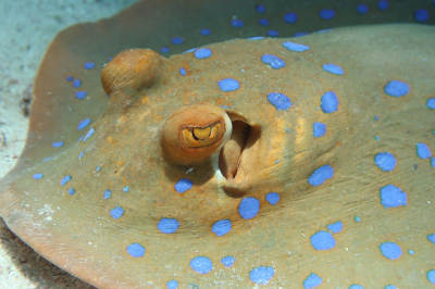 <i class='fa fa-user'></i>&nbsp;Vincent Rijnbende&nbsp;|  Blauwgespikkelde Pijlstaartrog&nbsp; <i class='fa fa-eye'>&nbsp;67</i> &nbsp;<i class='fa fa-thumbs-up'>&nbsp;1</i> &nbsp; <i class='fa fa-comment-o'>&nbsp;7</i>