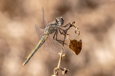 <i class='fa fa-user'></i> Johan van Gurp | Zwervende Heidelibel  <i class='fa fa-eye'> 43</i>  <i class='fa fa-thumbs-up'> 3</i>   <i class='fa fa-comment-o'> 0</i>