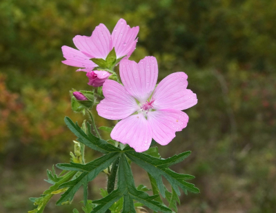 <i class='fa fa-user'></i> ko katsman | Muskuskaasjeskruid  <i class='fa fa-eye'> 48</i>  <i class='fa fa-thumbs-up'> 1</i>   <i class='fa fa-comment-o'> 5</i>