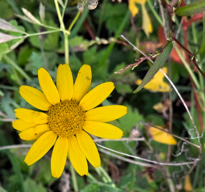 <i class='fa fa-user'></i> guidomwm | Gele Ganzenbloem  <i class='fa fa-eye'> 39</i>   <i class='fa fa-comment-o'> 3</i>