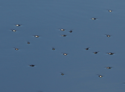 <i class='fa fa-user'></i> Truus Aletta Maan | Water dingetje  <i class='fa fa-eye'> 10</i>   <i class='fa fa-comment-o'> 2</i>