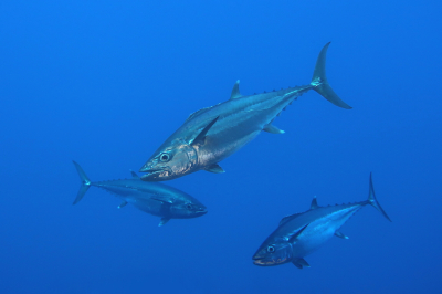 <i class='fa fa-user'></i>&nbsp;Vincent Rijnbende&nbsp;|  Hondstonijn&nbsp; <i class='fa fa-eye'>&nbsp;66</i> &nbsp;<i class='fa fa-thumbs-up'>&nbsp;5</i> &nbsp; <i class='fa fa-comment-o'>&nbsp;1</i>