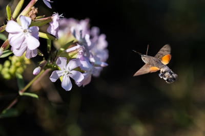 <i class='fa fa-user'></i> Willem Verhagen | Kolibrievlinder  <i class='fa fa-eye'> 61</i>  <i class='fa fa-thumbs-up'> 5</i>   <i class='fa fa-comment-o'> 4</i>