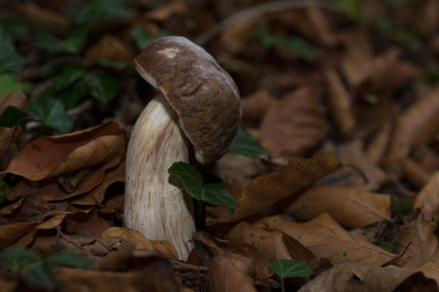 <i class='fa fa-user'></i>&nbsp;Willem Verhagen&nbsp;|  Gewoon Eekhoorntjesbrood&nbsp; <i class='fa fa-eye'>&nbsp;52</i> &nbsp; <i class='fa fa-comment-o'>&nbsp;3</i>