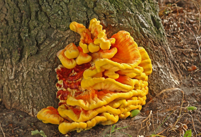 <i class='fa fa-user'></i>&nbsp;Cor&nbsp;|  Zwavelzwam&nbsp; <i class='fa fa-eye'>&nbsp;73</i> &nbsp;<i class='fa fa-thumbs-up'>&nbsp;6</i> &nbsp; <i class='fa fa-comment-o'>&nbsp;10</i>