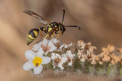 <i class='fa fa-user'></i> Johan van Gurp | Urntjeswesp sp.  <i class='fa fa-eye'> 56</i>  <i class='fa fa-thumbs-up'> 6</i>   <i class='fa fa-comment-o'> 5</i>