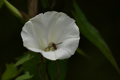 <i class='fa fa-user'></i> frbeuming | Snorzweefvlieg  <i class='fa fa-eye'> 35</i>   <i class='fa fa-comment-o'> 3</i>