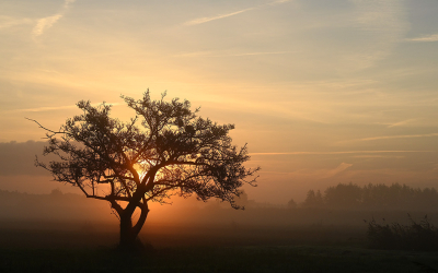 <i class='fa fa-user'></i>&nbsp;Eric Gibcus&nbsp;|  Zonsopkomst&nbsp; <i class='fa fa-eye'>&nbsp;64</i> &nbsp;<i class='fa fa-thumbs-up'>&nbsp;7</i> &nbsp; <i class='fa fa-comment-o'>&nbsp;6</i>