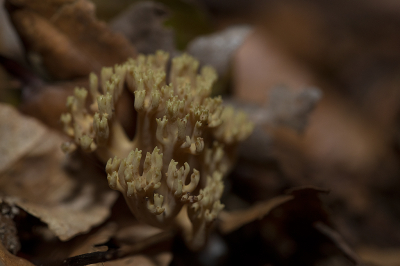 <i class='fa fa-user'></i>&nbsp;Willem Verhagen&nbsp;|  Groenwordende Koraalzwam&nbsp; <i class='fa fa-eye'>&nbsp;53</i> &nbsp; <i class='fa fa-comment-o'>&nbsp;4</i>