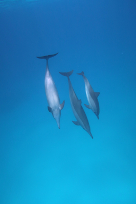 <i class='fa fa-user'></i> Vincent Rijnbende | Langsnuitdolfijn of Spinnerdolfijn  <i class='fa fa-eye'> 65</i>   <i class='fa fa-comment-o'> 3</i>