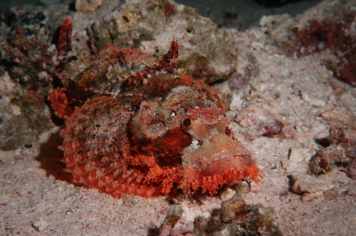 <i class='fa fa-user'></i> Vincent Rijnbende | Platkopschorpioenvis  <i class='fa fa-eye'> 60</i>  <i class='fa fa-thumbs-up'> 4</i>   <i class='fa fa-comment-o'> 7</i>