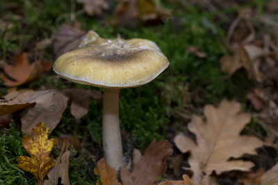 <i class='fa fa-user'></i>&nbsp;Willem Verhagen&nbsp;|  Groene Knolamaniet&nbsp; <i class='fa fa-eye'>&nbsp;49</i> &nbsp; <i class='fa fa-comment-o'>&nbsp;5</i>