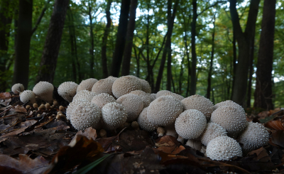 <i class='fa fa-user'></i>&nbsp;nelappelmelk&nbsp;|  Parelstuifzwam&nbsp; <i class='fa fa-eye'>&nbsp;82</i> &nbsp;<i class='fa fa-thumbs-up'>&nbsp;8</i> &nbsp; <i class='fa fa-comment-o'>&nbsp;10</i>