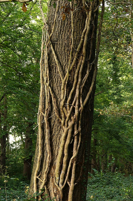 <i class='fa fa-user'></i> frbeuming | Klimop  <i class='fa fa-eye'> 35</i>   <i class='fa fa-comment-o'> 3</i>