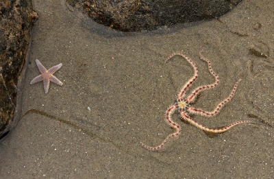 Na de storm was er van alles te zien op het strand, zoals deze mooie zeesterren.