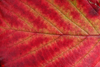 De Braambladeren zijn soms zeer opvallend van kleur. Geprobeerd om een blad beeldvullend te fotograferen.