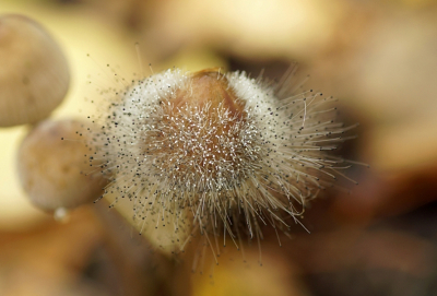 <i class='fa fa-user'></i>&nbsp;Jelle Bakker&nbsp;|  Mycenaparasiet&nbsp; <i class='fa fa-eye'>&nbsp;57</i> &nbsp; <i class='fa fa-comment-o'>&nbsp;3</i>