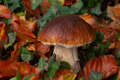 <i class='fa fa-user'></i>&nbsp;Adri Gr Nuelend&nbsp;|  Gewoon Eekhoorntjesbrood&nbsp; <i class='fa fa-eye'>&nbsp;67</i> &nbsp;<i class='fa fa-thumbs-up'>&nbsp;1</i> &nbsp; <i class='fa fa-comment-o'>&nbsp;10</i>