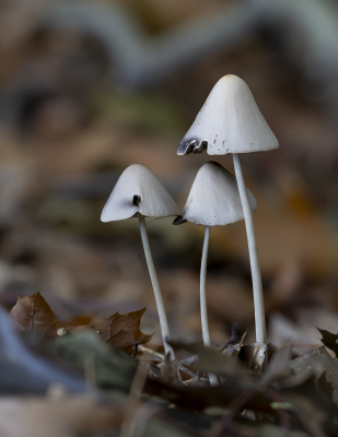 <i class='fa fa-user'></i>&nbsp;Martin Verbeeten&nbsp;|  Langsteelfranjehoed&nbsp; <i class='fa fa-eye'>&nbsp;51</i> &nbsp; <i class='fa fa-comment-o'>&nbsp;0</i>