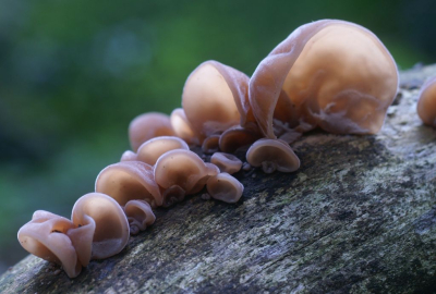 <i class='fa fa-user'></i>&nbsp;Jasper&nbsp;|  Echt Judasoor&nbsp; <i class='fa fa-eye'>&nbsp;64</i> &nbsp; <i class='fa fa-comment-o'>&nbsp;3</i>