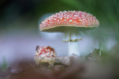 <i class='fa fa-user'></i>&nbsp;Pieter  LJ&nbsp;|  Vliegenzwam&nbsp; <i class='fa fa-eye'>&nbsp;78</i> &nbsp; <i class='fa fa-comment-o'>&nbsp;5</i>