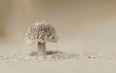 Nature picture: 1. Duinfranjehoed