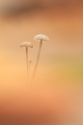 <i class='fa fa-user'></i>&nbsp;daan de vos&nbsp;|  Muizenstaartzwam&nbsp; <i class='fa fa-eye'>&nbsp;75</i> &nbsp;<i class='fa fa-thumbs-up'>&nbsp;5</i> &nbsp; <i class='fa fa-comment-o'>&nbsp;1</i>