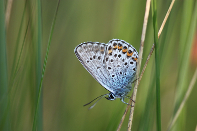 <i class='fa fa-user'></i> Paul Vandebroek | Heideblauwtje  <i class='fa fa-eye'> 39</i>  <i class='fa fa-thumbs-up'> 1</i>   <i class='fa fa-comment-o'> 2</i>