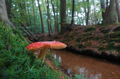 <i class='fa fa-user'></i>&nbsp;nelappelmelk&nbsp;|  Leuvenumse Beek&nbsp; <i class='fa fa-eye'>&nbsp;70</i> &nbsp;<i class='fa fa-thumbs-up'>&nbsp;1</i> &nbsp; <i class='fa fa-comment-o'>&nbsp;1</i>