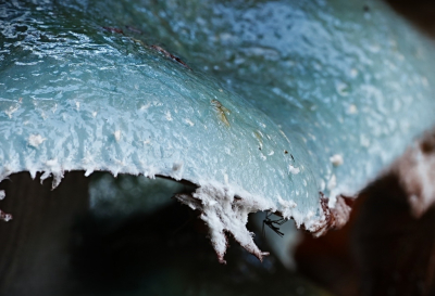 <i class='fa fa-user'></i>&nbsp;hesterb&nbsp;|  Echte kopergroenzwam&nbsp; <i class='fa fa-eye'>&nbsp;44</i> &nbsp; <i class='fa fa-comment-o'>&nbsp;0</i>